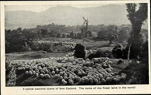 Ak Neuseeland, A typical pastoral scene of New Zealand, The home of the finest lamb in the world