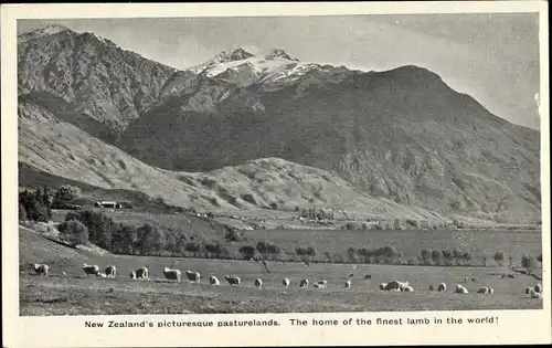 Ak Neuseeland, New Zealand's picturesque pasturelands, The home of the finest lamb in the world
