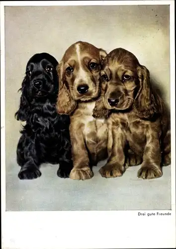 Ak Hunde, Drei gute Freunde, Hundeportrait