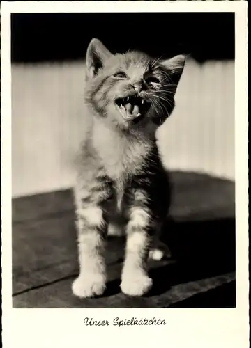 Ak Unsere Spielkätzchen, kleine Katze