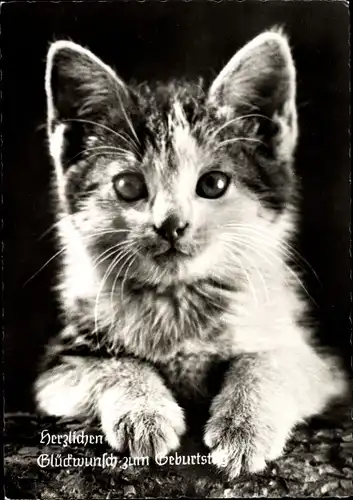 Ak Glückwunsch Geburtstag, Getigerte Katze