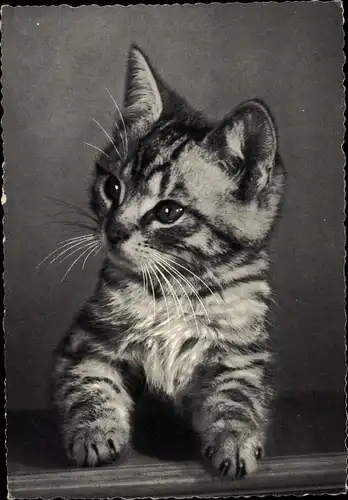 Ak Kleine getigerte Katze
