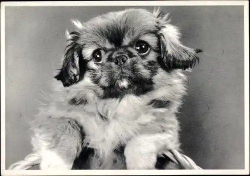 Ak Pekinese, Pekingese, Hundeportrait