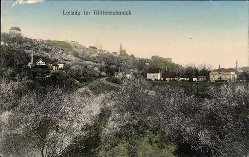 Ak Leisnig in Sachsen, Panorama, Baumblüte