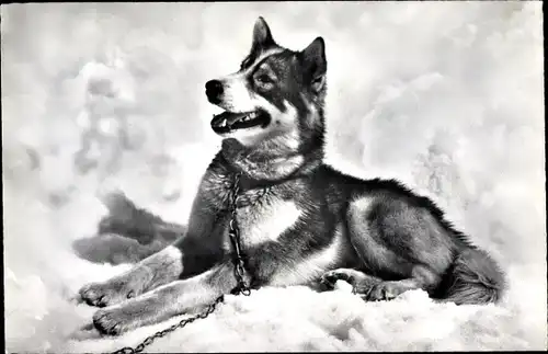 Ak Kanton Bern, Jungfraujoch, Polarhund, Husky