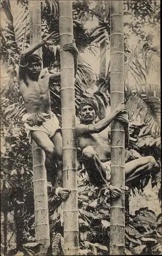 Ak Colombo Ceylon Sri Lanka, Tree Climbers