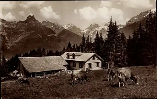 Ak Engelberg Kanton Obwalden Schweiz, Arnialp, Hahnen, Schlossberg, Spannörter, Rinder