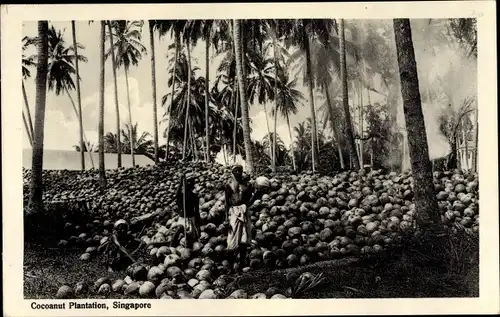 Ak Singapore Singapur, Coconut Plantation