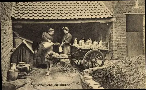 Ak Belgien, Vlaamsche Melboerin, Milchkarren, Milchfrauen