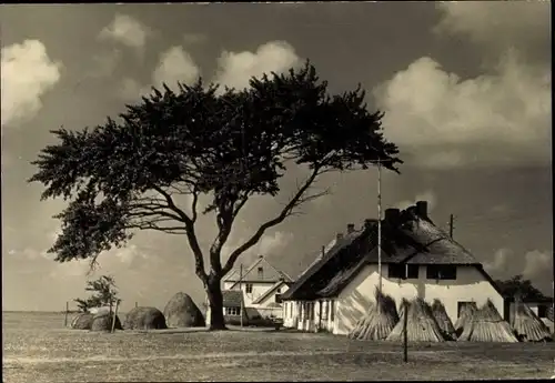 Foto Ak Insel Hiddensee in der Ostsee, Reetdachhaus