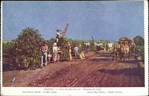 Ak São Paulo Brasilien, Kaffee Ernte