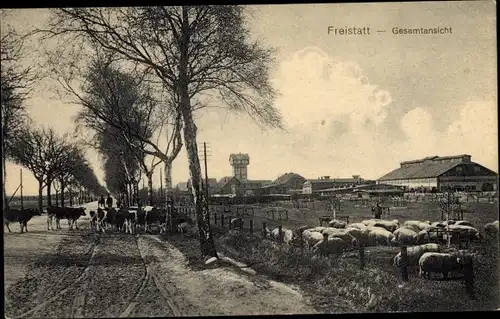 Ak Freistatt in Niedersachsen, Gesamtansicht, Schweine, Rinder