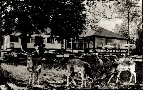 Ak Braunfels an der Lahn, Forsthaus i. Tiergarten