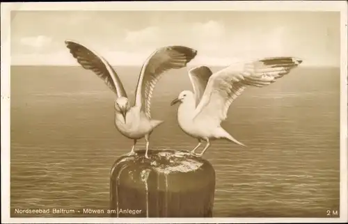Ak Baltrum, Möwen am Anleger
