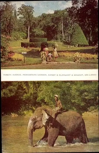 Ak Kandy Sri Lanka Ceylon, Ribbon Avenue, Peradeniya Garden, Elephant, Mahout