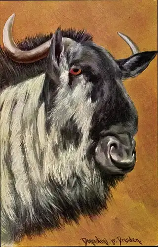 Künstler Ak Donadini, Antonio Ermenegildo, Gnu, Büffel, Kopfpartie