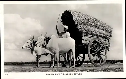 Ak Colombo Ceylon Sri Lanka, Bullock Cart, Kuhwagen, Person mit Peitsche