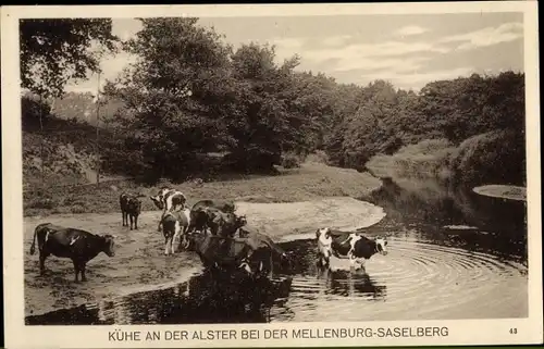 Ak Hamburg Wandsbek Sasel, Kühe an der Alster bei der Mellenburg Saselberg