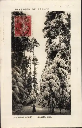 Ak Vosges Frankreich, Sapins Geants, Gigantaj Abioj