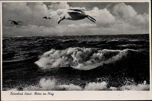 Ak Niechorze Seebad Horst Pommern, Möwen im Flug