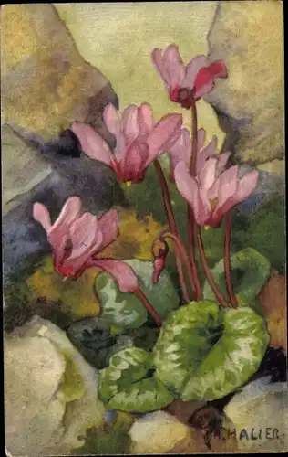Künstler Ak Haller, A., Alpenveilchen