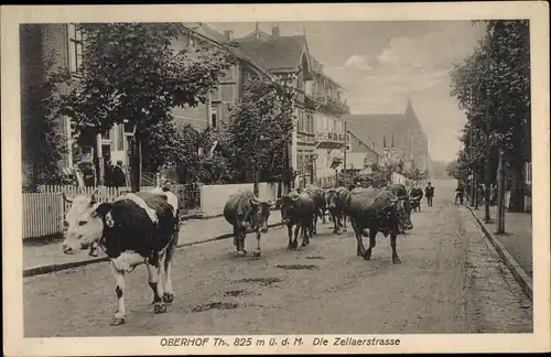 Ak Oberhof im Thüringer Wald, Die Zellaerstraße, Rinder