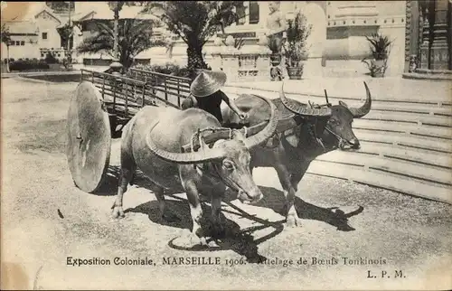 Ak Marseille Bouches du Rhône, Exposition Coloniale 1906, Attelage de Boeufs Tonkinois