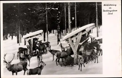 Ak Wildfütterung im Berechtesgadener Land, Rehe, Wald