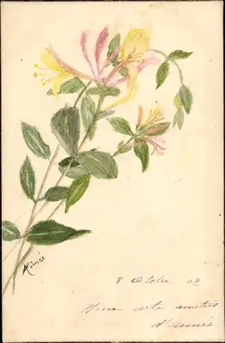 Handgemalt Ak Geißblatt