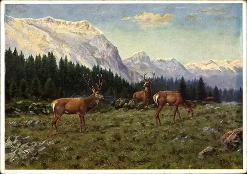 Künstler Ak Haug, Ch., Hirsche auf einer Wiese, Gebirge