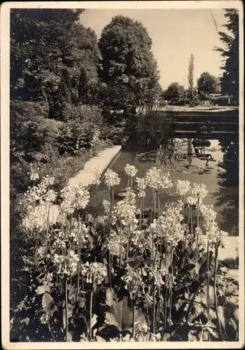 Ak Zürich Stadt Schweiz, Gartenbau-Ausstellung, Sondergarten P. Schädlich & Co.