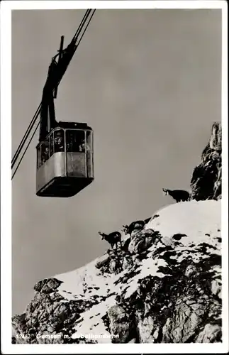 Ak Oberstdorf im Oberallgäu, Gämsen, Nebelhornseilbahn