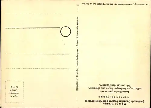 Künstler Ak Wiesenblumen der Heimat 4, Jugendherbergsgroschen, Weiche und grannenlose Trespe