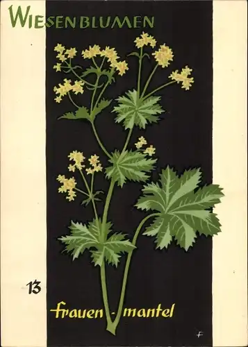 Künstler Ak Wiesenblumen der Heimat 13, Jugendherbergsgroschen, Frauenmantel