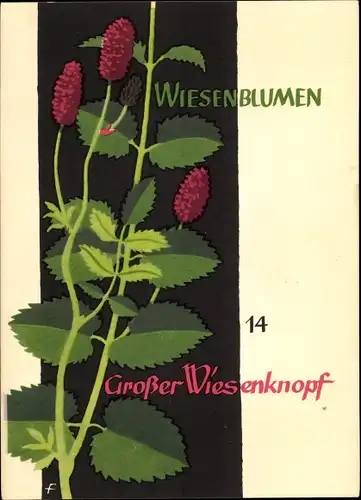 Künstler Ak Wiesenblumen der Heimat 14, Jugendherbergsgroschen, Großer Wiesenknopf