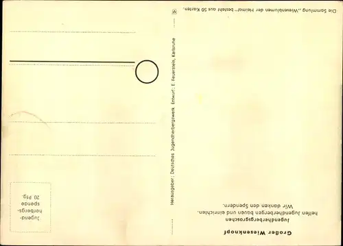 Künstler Ak Wiesenblumen der Heimat 14, Jugendherbergsgroschen, Großer Wiesenknopf