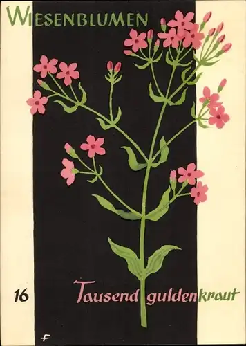 Künstler Ak Wiesenblumen der Heimat 16, Jugendherbergsgroschen, Tausendguldenkraut