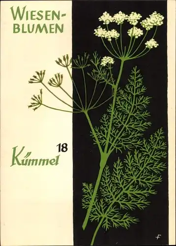 Künstler Ak Wiesenblumen der Heimat 18, Jugendherbergsgroschen, Kümmel