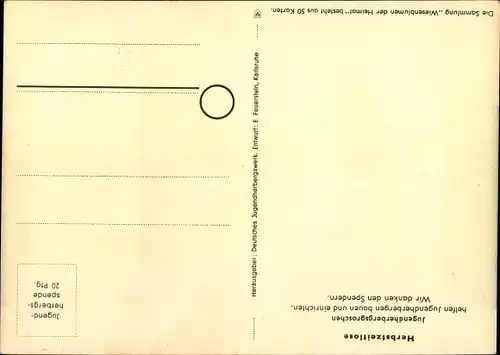 Künstler Ak Wiesenblumen der Heimat 17, Jugendherbergsgroschen, Herbstzeitlose