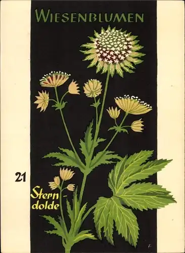 Künstler Ak Wiesenblumen der Heimat 21, Jugendherbergsgroschen, Sterndolde