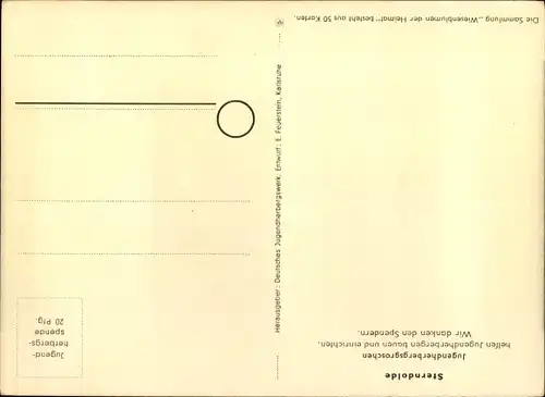 Künstler Ak Wiesenblumen der Heimat 21, Jugendherbergsgroschen, Sterndolde