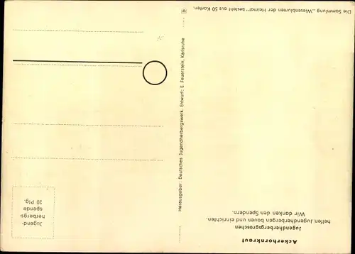 Künstler Ak Wiesenblumen der Heimat 22, Jugendherbergsgroschen, Ackerhornkraut