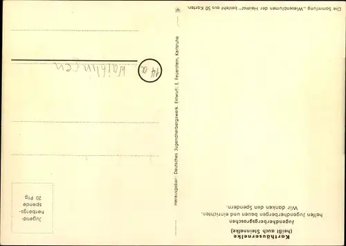 Künstler Ak Wiesenblumen der Heimat 24, Jugendherbergsgroschen, Karthäusernelke