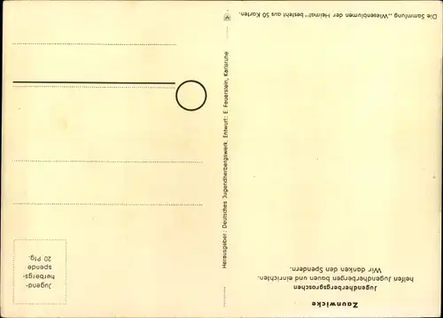 Künstler Ak Wiesenblumen der Heimat 27, Jugendherbergsgroschen, Zaunwicke