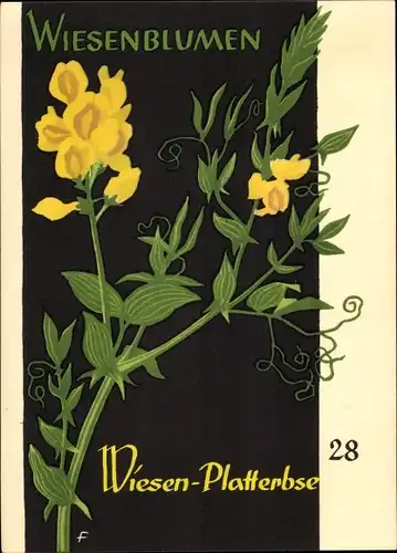 Künstler Ak Wiesenblumen der Heimat 28, Jugendherbergsgroschen, Wiesen Platterbse