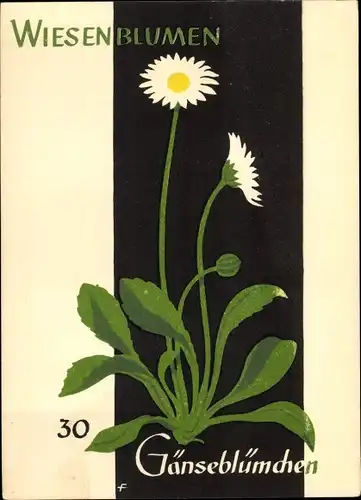 Künstler Ak Wiesenblumen der Heimat 30, Jugendherbergsgroschen, Gänseblümchen