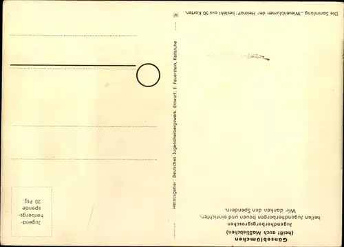 Künstler Ak Wiesenblumen der Heimat 30, Jugendherbergsgroschen, Gänseblümchen