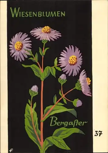 Künstler Ak Wiesenblumen der Heimat 37, Jugendherbergsgroschen, Bergaster