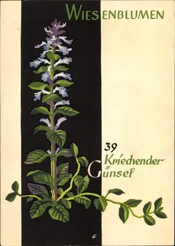 Künstler Ak Wiesenblumen der Heimat 39, Jugendherbergsgroschen, Kriechender Günsel