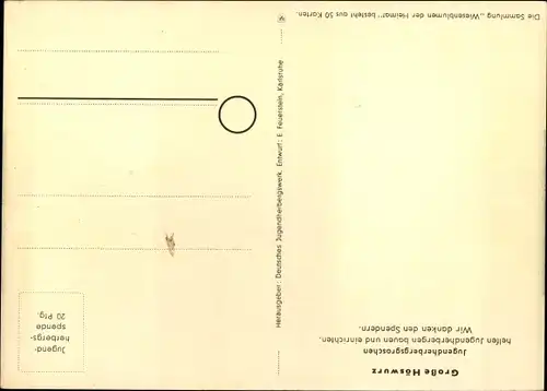 Künstler Ak Wiesenblumen der Heimat 43, Jugendherbergsgroschen, Große Höswurz